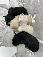 Apple-MORKIEPOO, a female Poodle - Toy  and Morkie for sale in Wheaton, MO – Photo 3 of 3