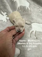 Apple-MORKIEPOO, a female Poodle - Toy  and Morkie for sale in Wheaton, MO – Photo 1 of 3