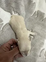 Apple-MORKIEPOO, a female Poodle - Toy  and Morkie for sale in Wheaton, MO – Photo 2 of 3