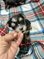 Keebler, a male Morkie for sale in Wheaton, MO – 3 of 9