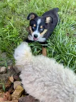 Bechner-bright blue eyes!!, a male Miniature Australian Shepherd for sale in Wheaton, MO – 5 of 10