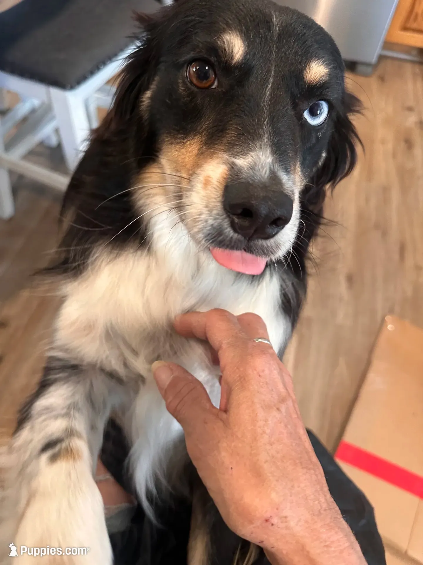 Rey!, a female Miniature Australian Shepherd for sale in Wheaton, MO – 5 of 10