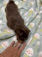 Idette, a female Miniature Australian Shepherd for sale in Wheaton, MO – 3 of 5