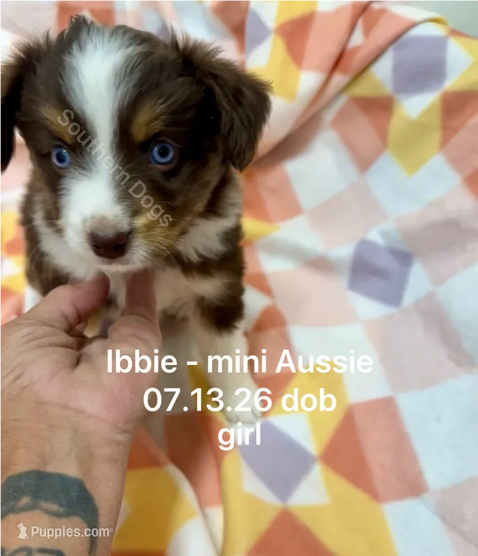 Ibbie-bright blue eyes!! – Miniature Australian Shepherd puppy for sale in Wheaton, MO