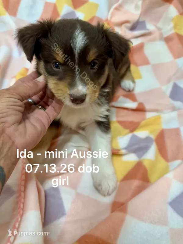 Ida – Miniature Australian Shepherd puppy for sale in Wheaton, MO
