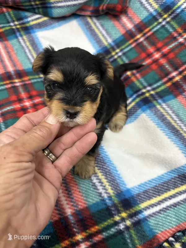 Krikey – Morkie puppy for sale in Wheaton, MO