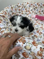 Eli, a male Morkie for sale in Wheaton, MO – 2 of 6