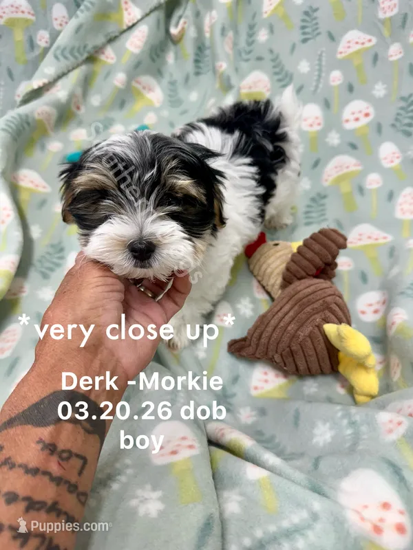 Derk – Morkie puppy for sale in Wheaton, MO