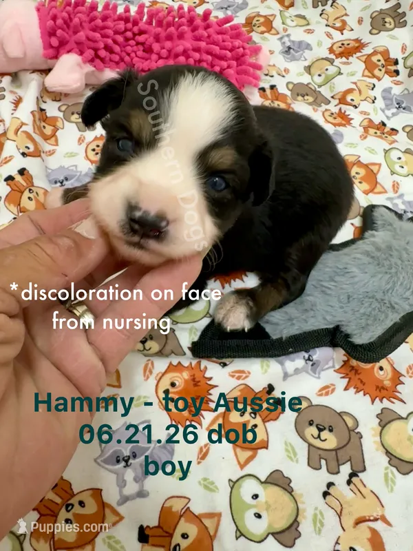 Hammy – Toy Australian Shepherd puppy for sale in Wheaton, MO
