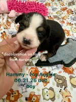 Hammy-bright blue eyes!!, a male Toy Australian Shepherd for sale in Wheaton, MO – 2 of 5