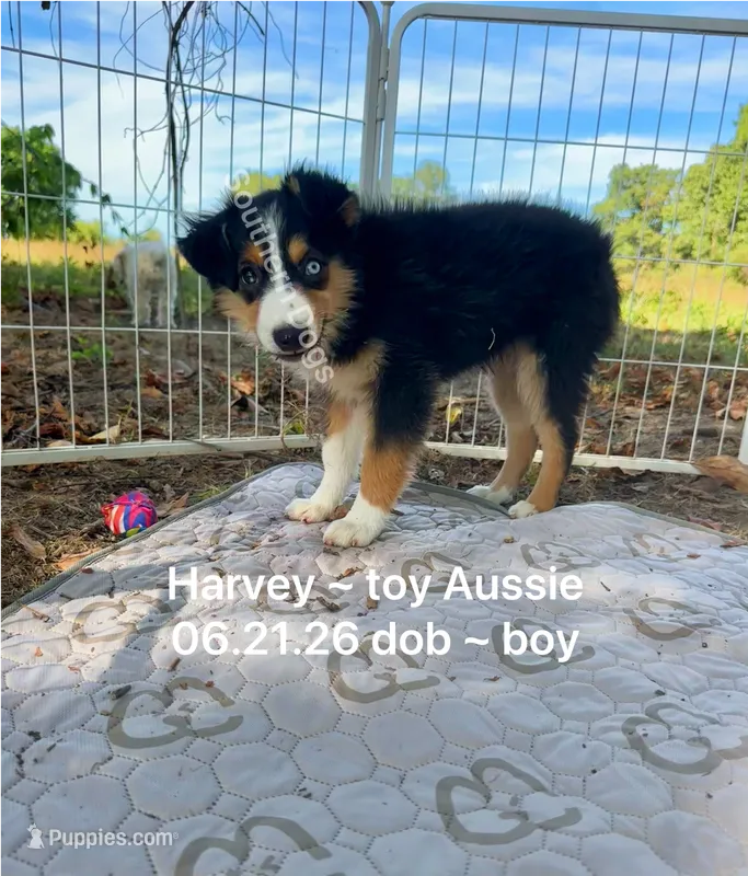 Harvey-one bright blue eye!! – Toy Australian Shepherd puppy for sale in Wheaton, MO