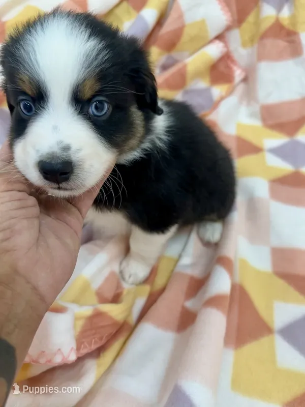 Jobu-bright blue eyes!! – Miniature Australian Shepherd puppy for sale in Wheaton, MO