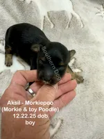 Aksil-MORKIEPOO, a male Poodle - Toy  and Morkie for sale in Wheaton, MO – Photo 3 of 5