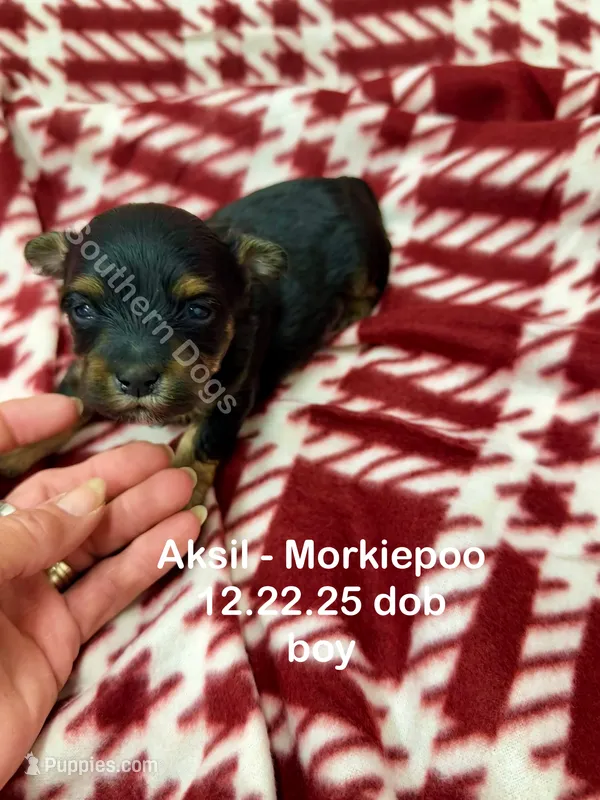 Aksil-MORKIEPOO