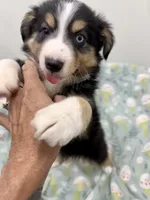 Harvey-one bright blue eye!!, a male Toy Australian Shepherd for sale in Wheaton, MO – 3 of 8
