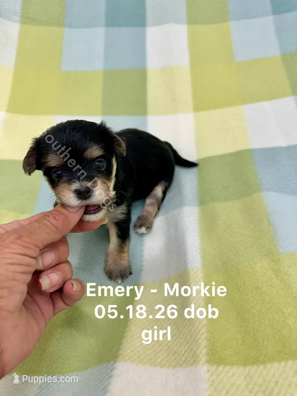 Emery – Morkie puppy for sale in Wheaton, MO