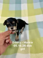 Emery, a female Morkie for sale in Wheaton, MO – 1 of 3