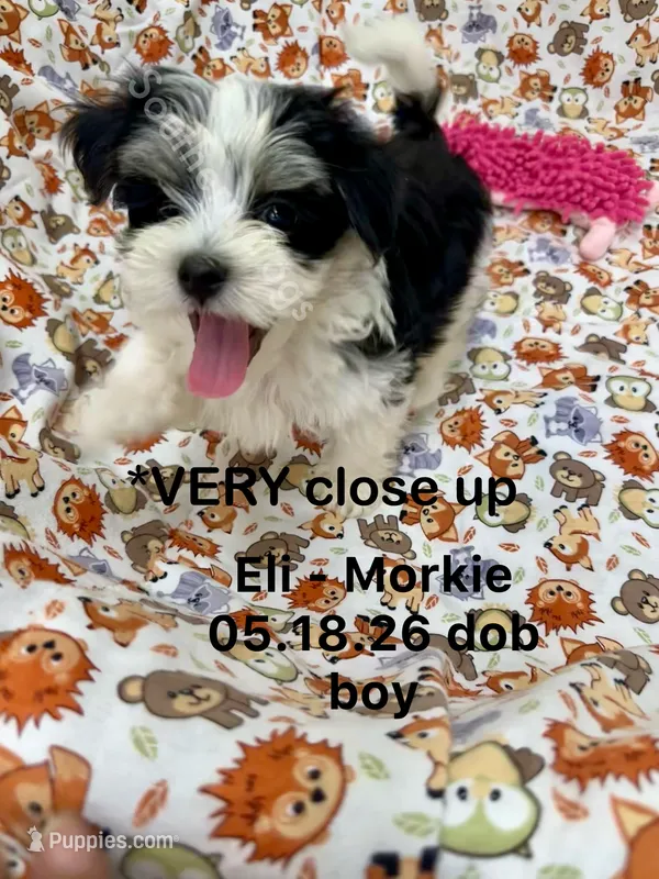 Eli – Morkie puppy for sale in Wheaton, MO