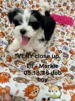 Eli, a male Morkie for sale in Wheaton, MO – 1 of 6