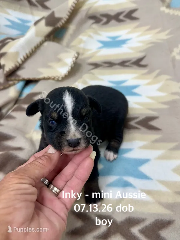 Inky – Miniature Australian Shepherd puppy for sale in Wheaton, MO