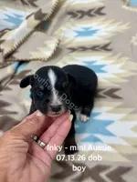 Inky, a male Miniature Australian Shepherd for sale in Wheaton, MO – 1 of 2