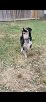 Rey!, a female Miniature Australian Shepherd for sale in Wheaton, MO – 3 of 10