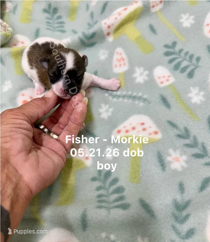 Fisher  – Morkie puppy for sale in Wheaton, MO