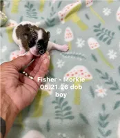 Fisher , a male Morkie for sale in Wheaton, MO – 1 of 2