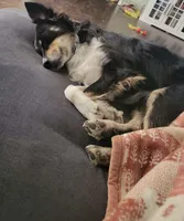Rey!, a female Miniature Australian Shepherd for sale in Wheaton, MO – 9 of 10