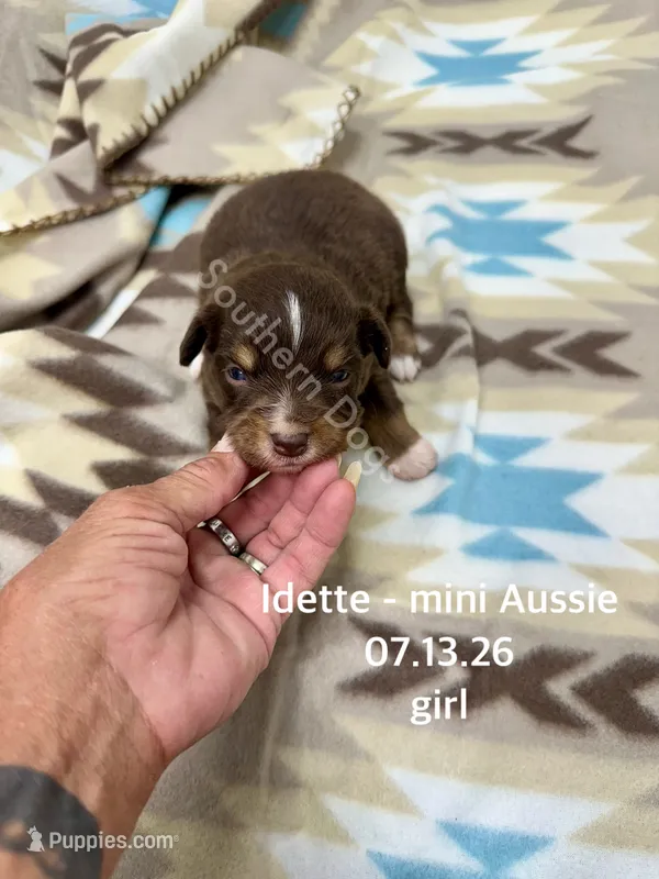 Idette – Miniature Australian Shepherd puppy for sale in Wheaton, MO