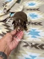 Idette, a female Miniature Australian Shepherd for sale in Wheaton, MO – 1 of 2