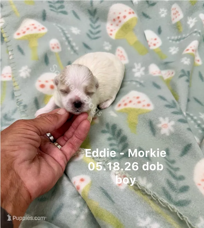 Eddie – Morkie puppy for sale in Wheaton, MO