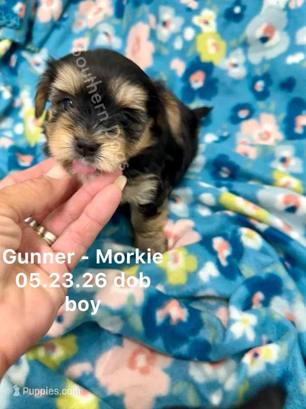 Gunner – Morkie puppy for sale in Wheaton, MO