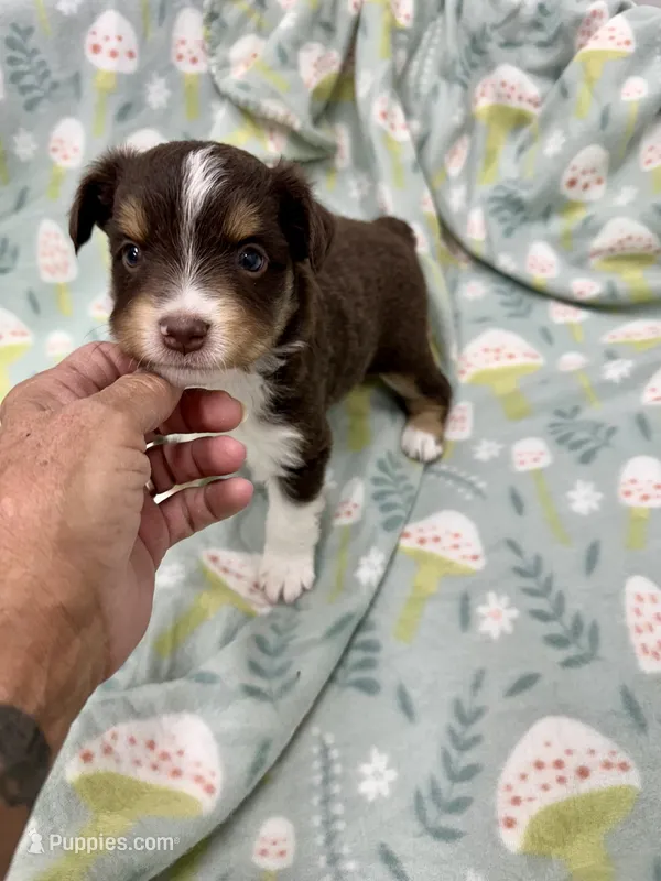 Ida – Miniature Australian Shepherd puppy for sale in Wheaton, MO