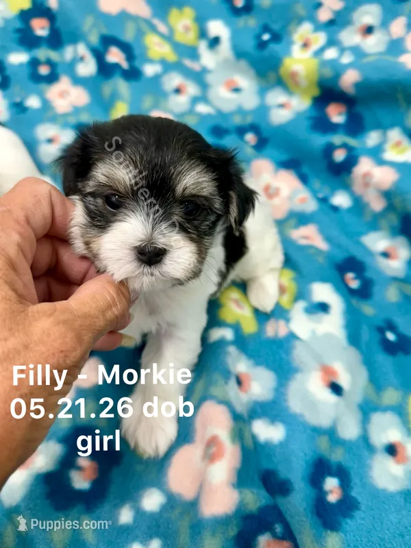 Filly – Morkie puppy for sale in Wheaton, MO