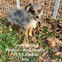Waylan-PETITE!!, a male Miniature Australian Shepherd for sale in Wheaton, MO – Photo 1 of 10