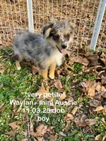 Waylan-6.7lbs-PETITE!!, a male Miniature Australian Shepherd for sale in Wheaton, MO – Photo 1 of 10