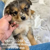 Waylan-PETITE!!, a male Miniature Australian Shepherd for sale in Wheaton, MO – Photo 6 of 10