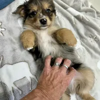 Waylan-PETITE!!, a male Miniature Australian Shepherd for sale in Wheaton, MO – Photo 7 of 10