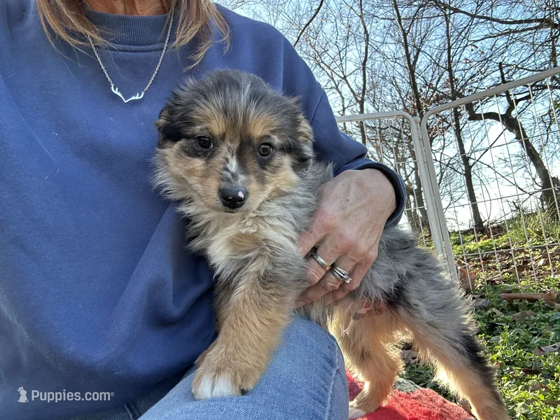 Waylan-5.5lbs-PETITE!!