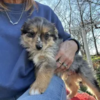 Waylan-PETITE!!, a male Miniature Australian Shepherd for sale in Wheaton, MO – Photo 3 of 10