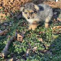 Waylan-PETITE!!, a male Miniature Australian Shepherd for sale in Wheaton, MO – Photo 5 of 10
