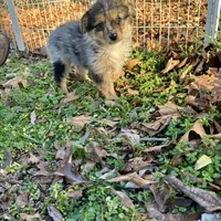 Waylan-PETITE!!, a male Miniature Australian Shepherd for sale in Wheaton, MO – Photo 4 of 10