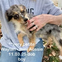 Waylan-PETITE!!, a male Miniature Australian Shepherd for sale in Wheaton, MO – Photo 2 of 10