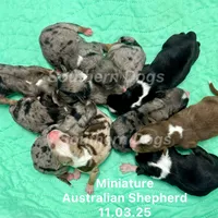 Waylan-PETITE!!, a male Miniature Australian Shepherd for sale in Wheaton, MO – Photo 10 of 10