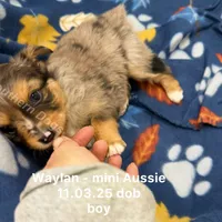 Waylan-PETITE!!, a male Miniature Australian Shepherd for sale in Wheaton, MO – Photo 8 of 10