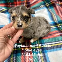 Waylan-PETITE!!, a male Miniature Australian Shepherd for sale in Wheaton, MO – Photo 9 of 10