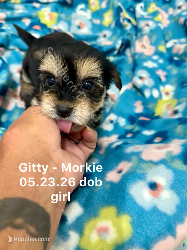 Gitty – Morkie puppy on hold in Wheaton, MO