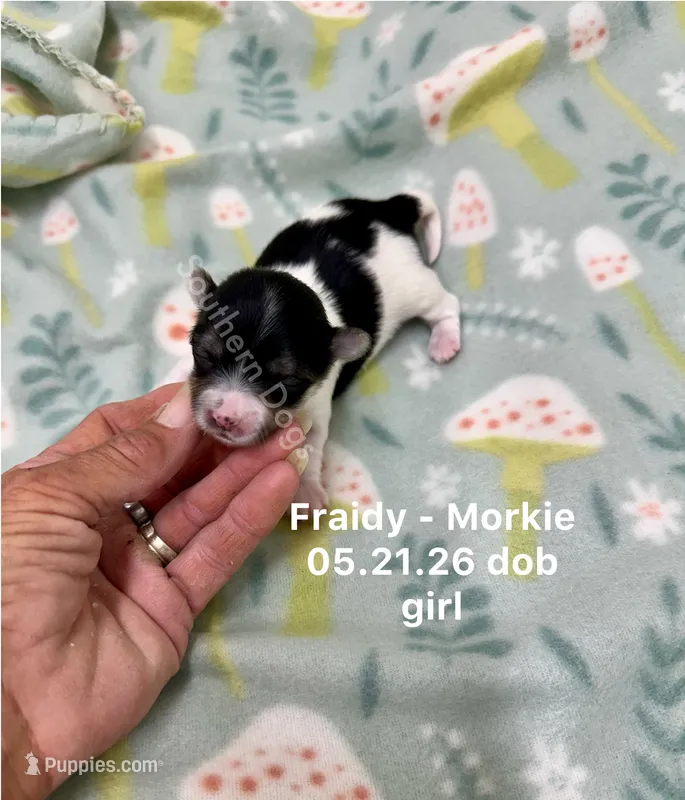 Fraidy – Morkie puppy for sale in Wheaton, MO