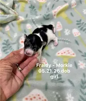 Fraidy, a female Morkie for sale in Wheaton, MO – 1 of 2